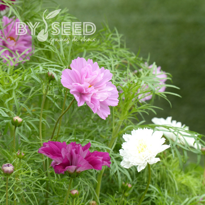 Cosmos Double Click Mix