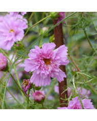 Cosmos Double Click Snow Puff