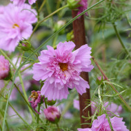 Cosmos Double Click Rose Bonbon