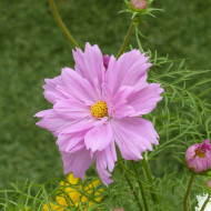 Cosmos Double Click Rose Bonbon