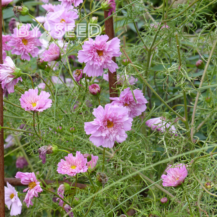 Cosmos Double Click Rose Bonbon