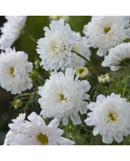 Cosmos Fizzy Pink
