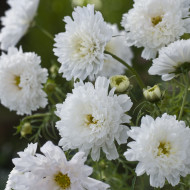 Cosmos Double Click Snow Puff