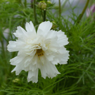 Cosmos Double Click Snow Puff
