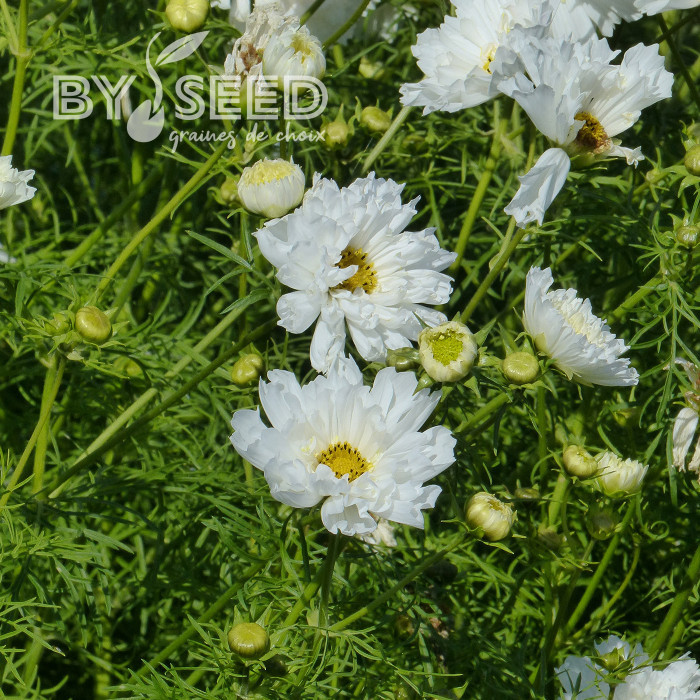Cosmos Double Click Snow Puff