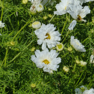 Cosmos Double Click Snow Puff