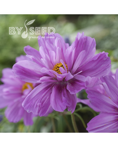 Cosmos Fizzy Pink