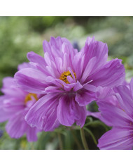 Cosmos Double Click Snow Puff