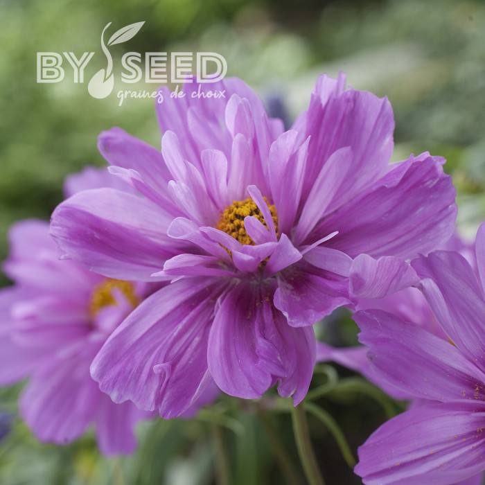 Cosmos Fizzy Pink