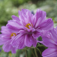 Cosmos Fizzy Pink
