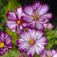 Cosmos Fizzy Rose Picotee