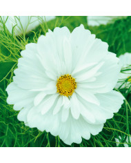 Cosmos Kiiro