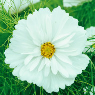 Cosmos Fizzy White