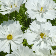 Cosmos Fizzy White