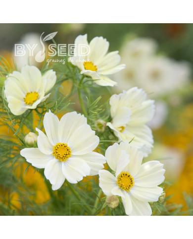 Cosmos Kiiro