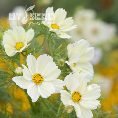 Cosmos Kiiro