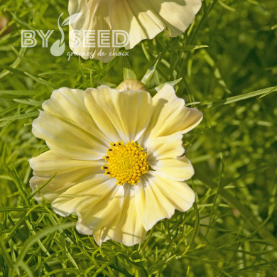 Cosmos Kiiro