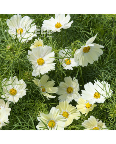 Cosmos Kiiro