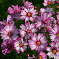 Cosmos nain Capriola