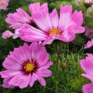Cosmos nain Capriola
