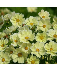Cosmos nain Xsenia