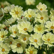 Cosmos nain Xanthos