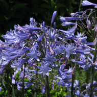 Agapanthe umbellatus Blue Umbrella