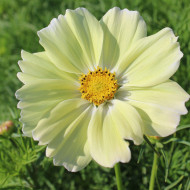 Cosmos nain Xanthos
