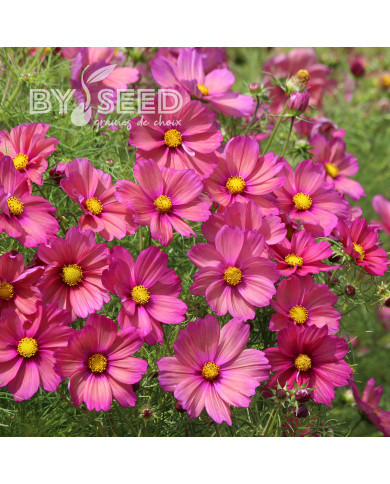 Cosmos nain Xsenia