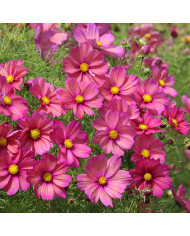 Cosmos Rubenza