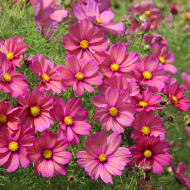 Cosmos nain Xsenia