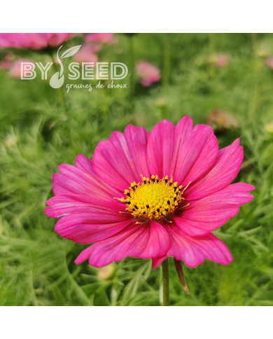 Cosmos nain Xsenia