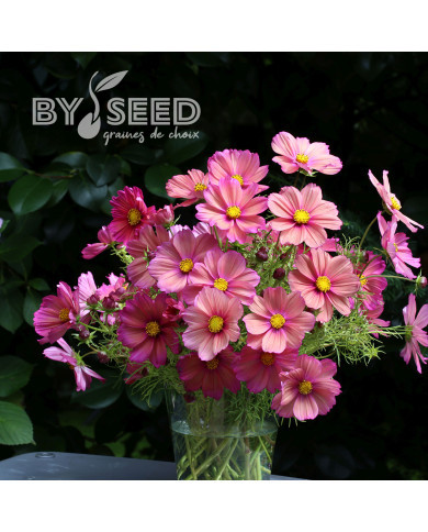 Cosmos nain Xsenia