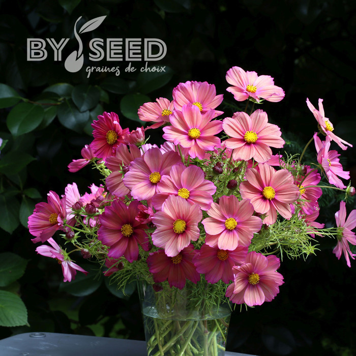 Cosmos nain Xsenia