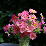 Cosmos nain Xsenia