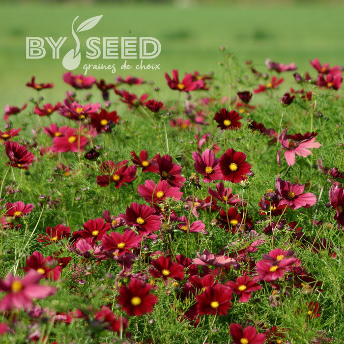 Cosmos Rubenza