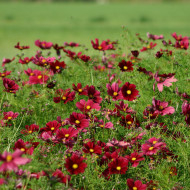 Cosmos Rubenza