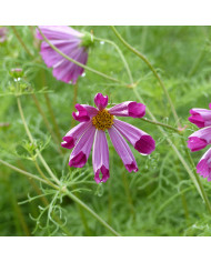 Cosmos Rubenza