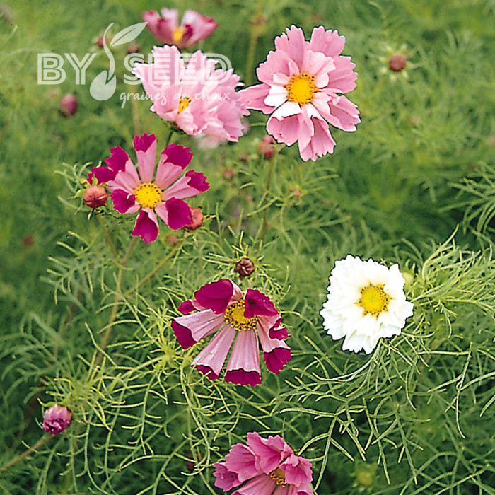 Cosmos Sea Stars Mix