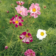 Cosmos Sea Stars Mix