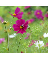 Cosmos Sensation mix
