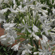 Agapanthe umbellatus White Umbrella