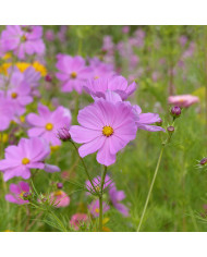 Cosmos Sensation mix BIO