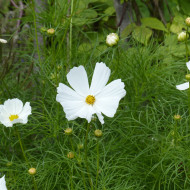 Cosmos Sensation Purity