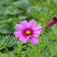 Cosmos Sensation Radiance