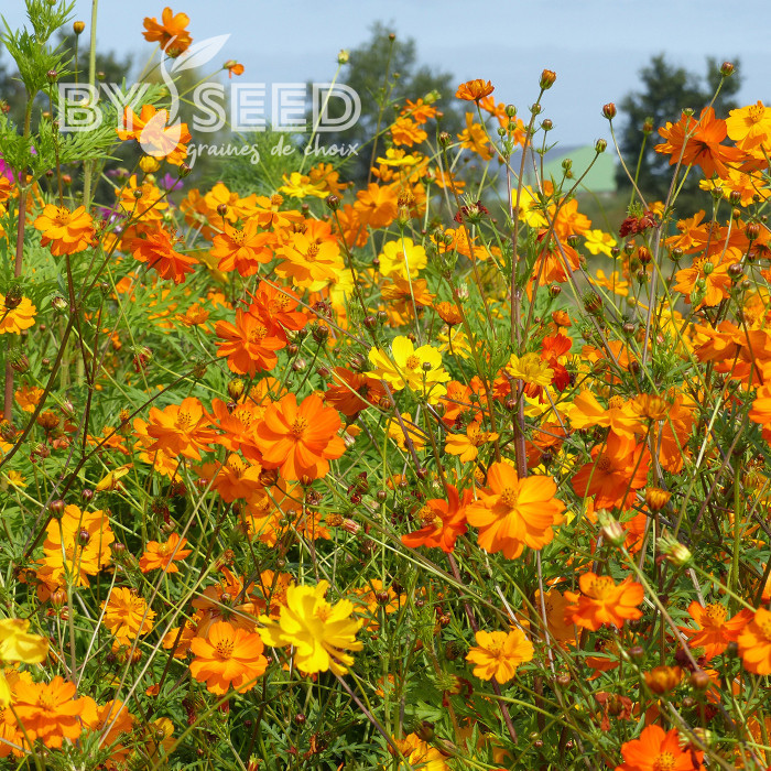 Cosmos sulphureus Bright Lights Mix