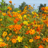 Cosmos sulphureus Bright Lights Mix