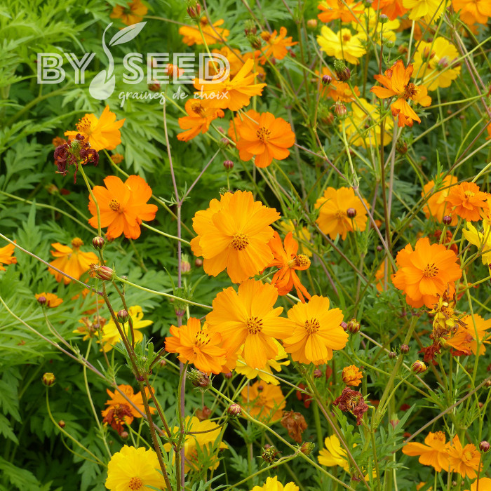 Cosmos sulphureus Bright Lights Mix