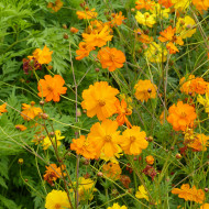 Cosmos sulphureus Bright Lights Mix