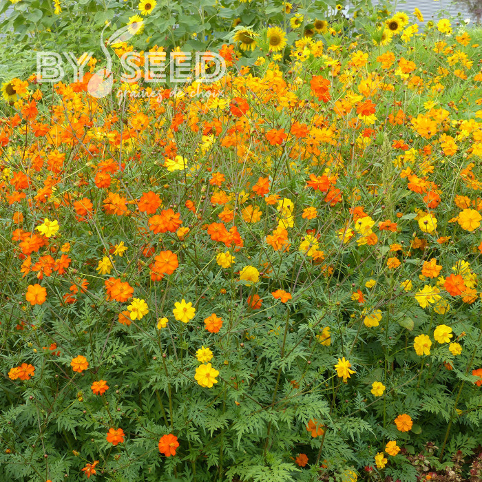 Cosmos sulphureus Bright Lights Mix
